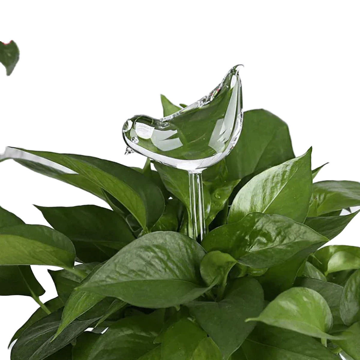 Samozavlažovací žárovka